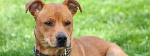 Keep Your Pets Safe From Fireworks During The 4th Of July