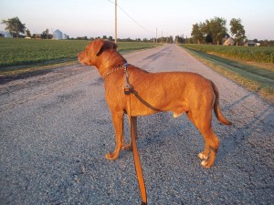 where can I walk my dog in Muncie