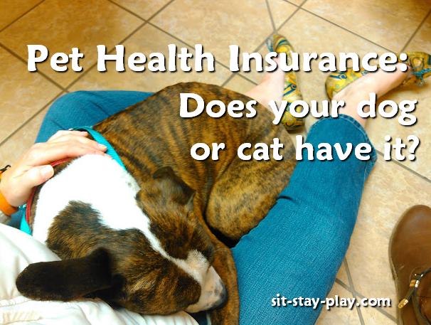 Pet Health Insurance Is Affordable For Dogs, Cats and