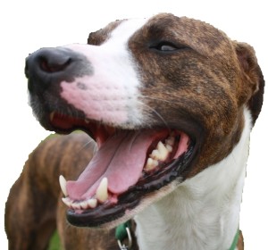 Happy Father's Day, Now Book Your Pet Sitting And Plan A Weekend Trip Dad
