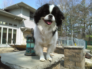 Pet Care Help Is Available When You're At IU Health Ball Memorial Hospital
